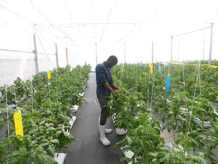 Indoor farming is modern agriculture