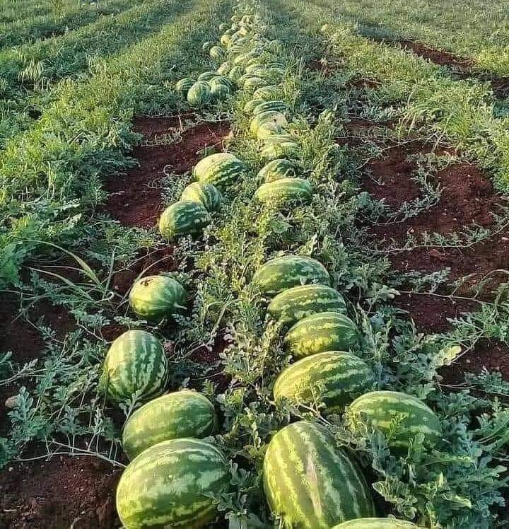 This is the art of agriculture.