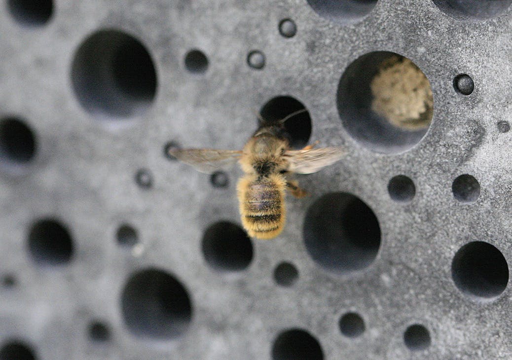 AnneatSaveMe's tweet photo. Fantastic news that bee bricks are now compulsory with new builds in Brighton.
Let's hope this rolls out nationwide!
#bees #beebricks #brighton #environment #nature #wildlife https://t.co/X80qlWiULu