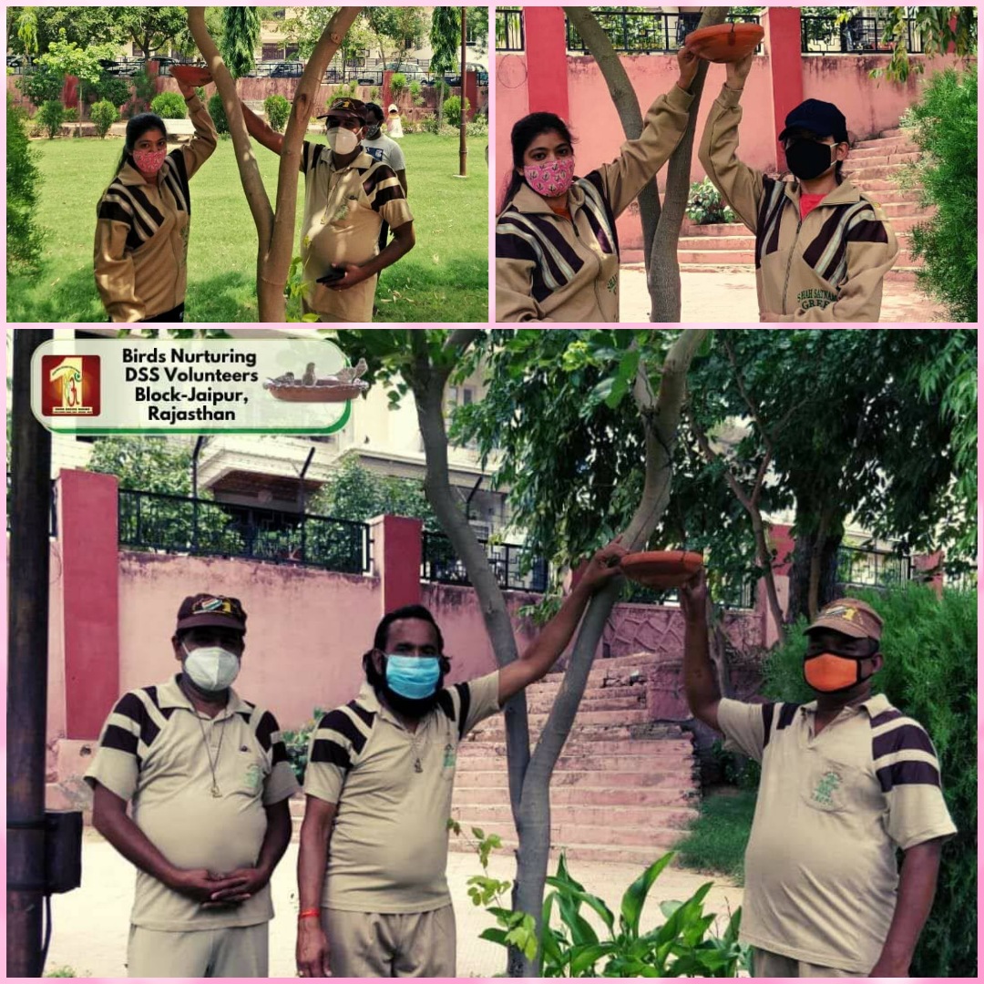 Dera Sacha Sauda volunteers, following the path shown by Saint Gurmeet Ram Rahim Ji started 'BirdsNurturingCampaign' to save the birds. Under this campaign, they arrange water & food for the birds on their roofs and around them to save Humanity. #BirdsNurturing #138WaysOfHumanity