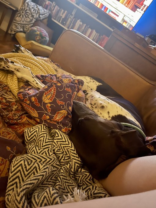 Squeegee is currently asleep on my feet and nothing cuter has ever happened. https://t.co/2SszmiT8l1