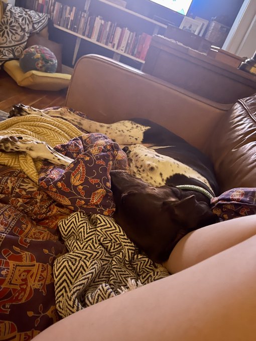 Squeegee is currently asleep on my feet and nothing cuter has ever happened. https://t.co/2SszmiT8l1