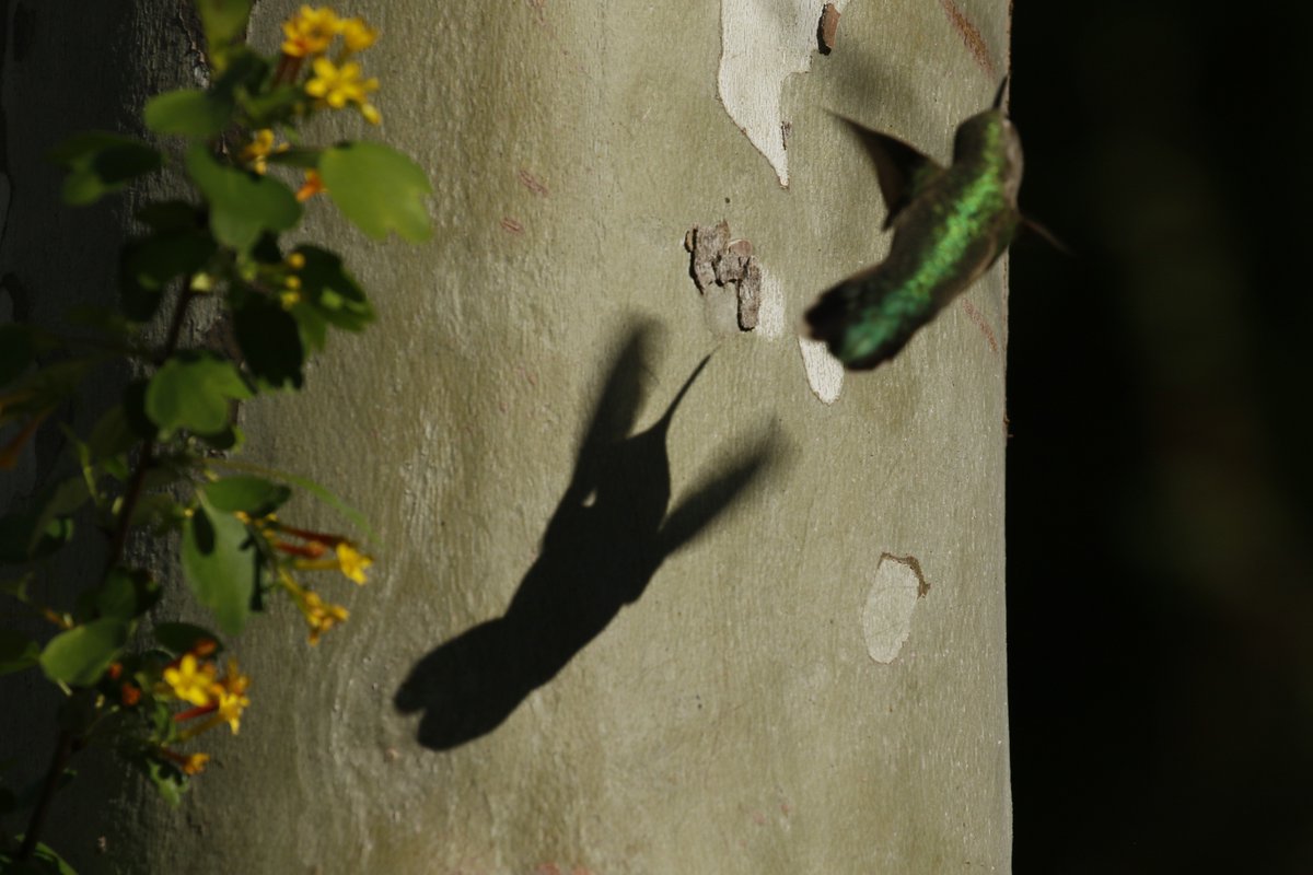 Fun with shadows. #hummingbird #allenshummingbird
