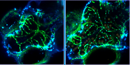 AppelbaumLab's tweet photo. BBB leakage after HBO treatment 
#zebrafish #hyperoxia #confocal #lab #lifesciences #neurobiology #HBO https://t.co/QCsiM9jeJA