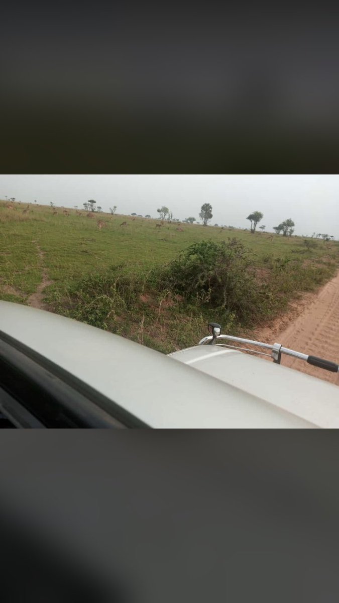 benventure95's tweet photo. Hello from Murchison falls… game drive. 

Call/WhatsApp +256781087669 for your next trip plan. https://t.co/pXPOp1WoSn