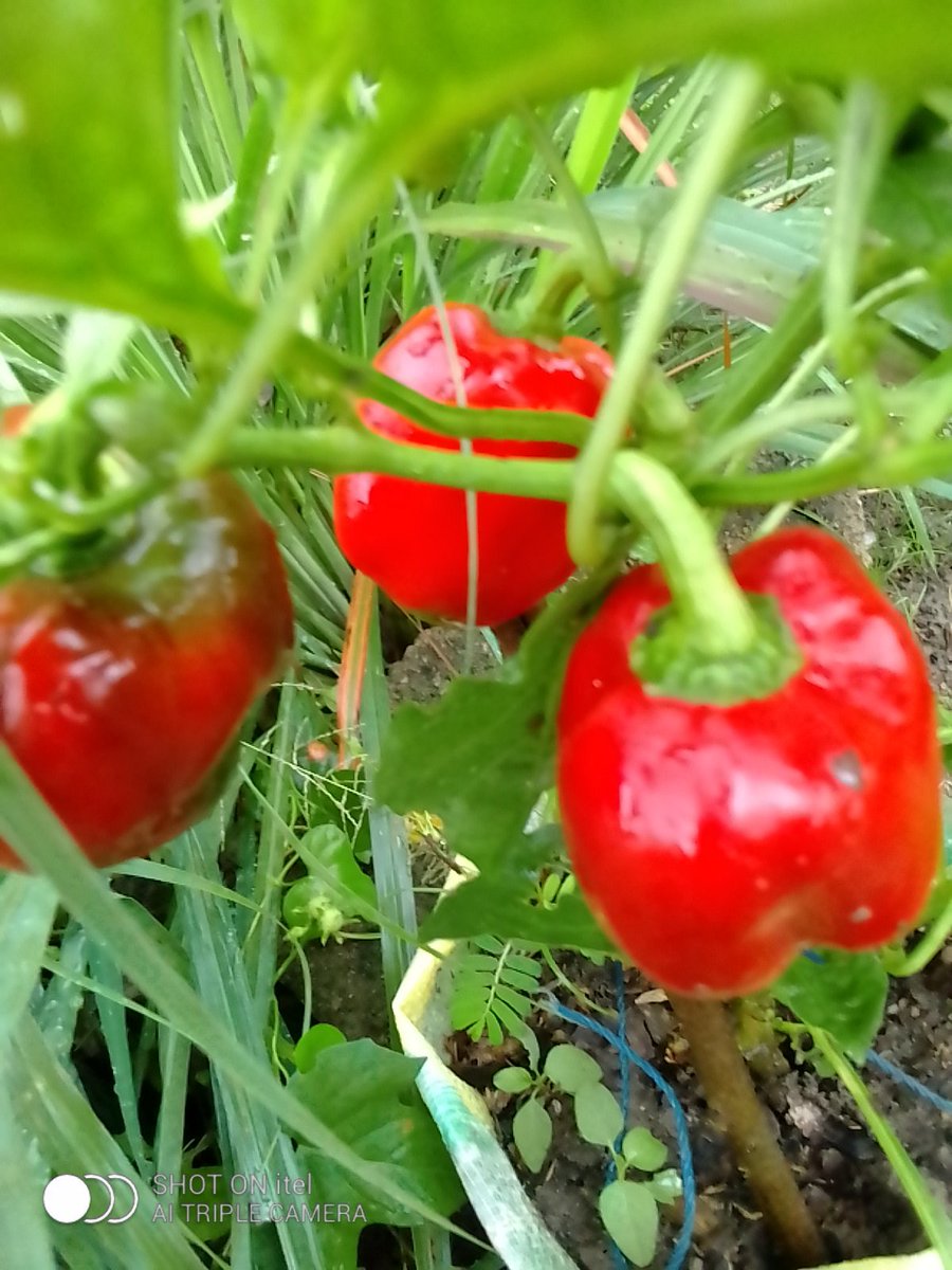 FORAM Initiatives tweet media