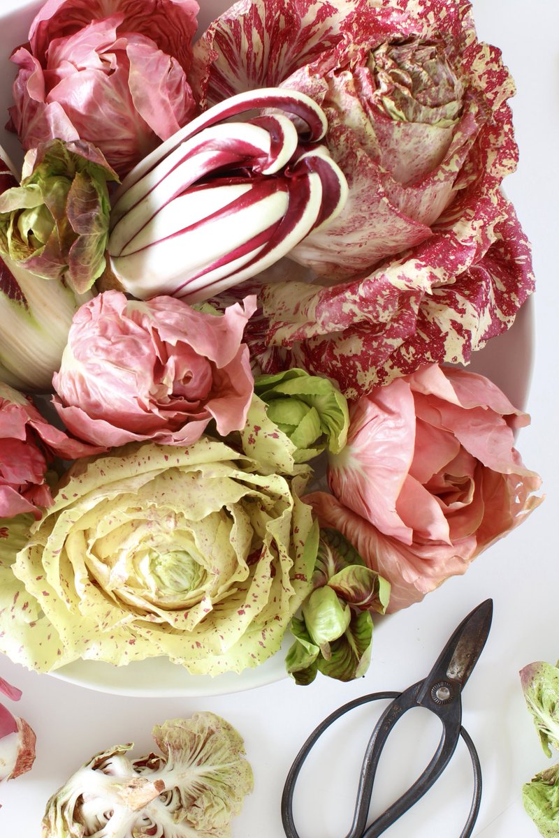 AmbaLiving's tweet photo. Loving this ‘oh so pretty’ radicchio from London grocer @Natoora #radicchio #radicchiodelveneto #larosadelveneto #pinklettuce https://t.co/6EyMLgfKDV