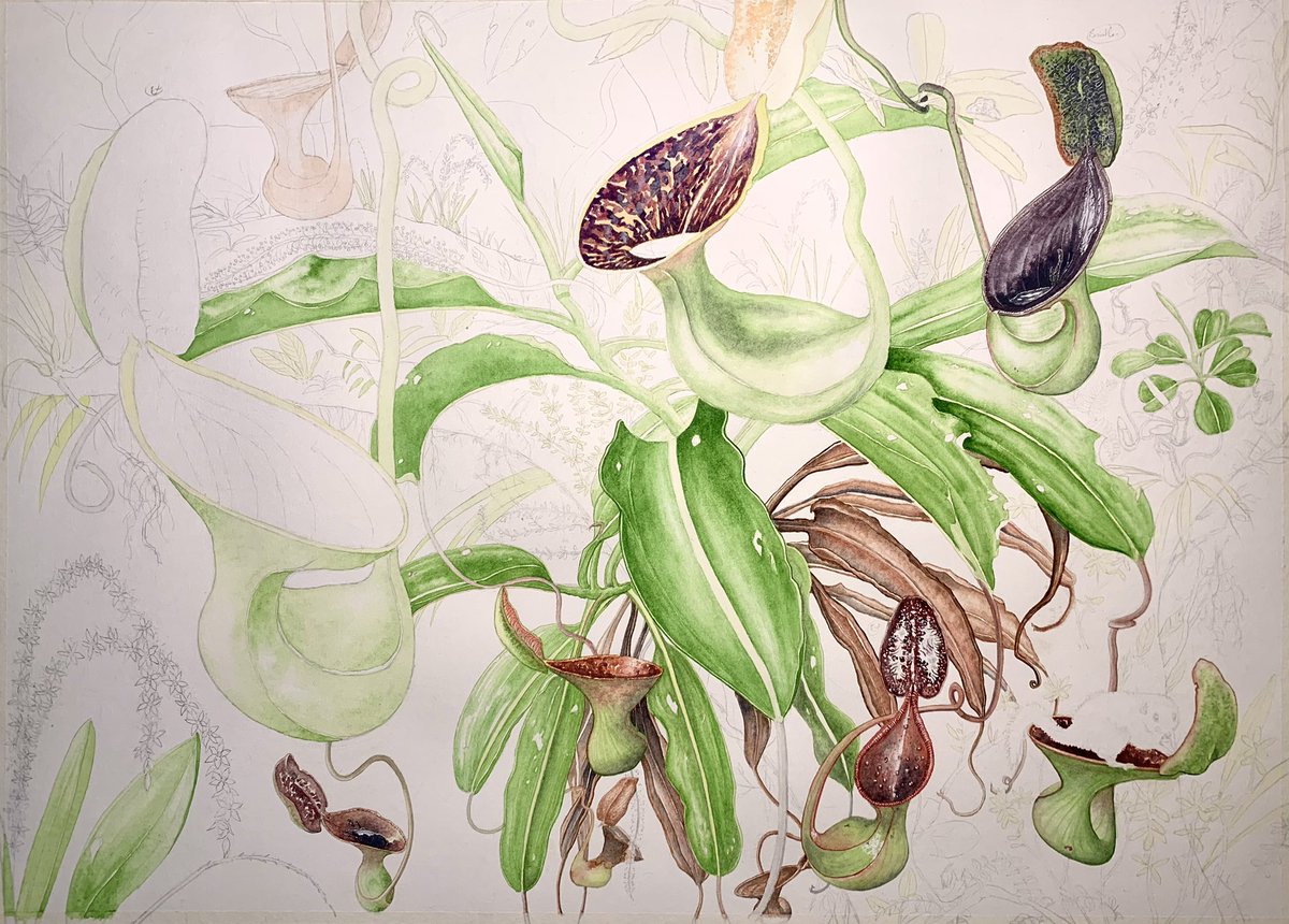 Nepenthes lowii WIP. Watercolor and ink. A2 size (60 x 42 cm).
#botanicalart #plantpainting #botanicalillustration #plants #pitcherplants #nepenthes #carnivorousplants #nature #plantart #watercolor #tropicalplants