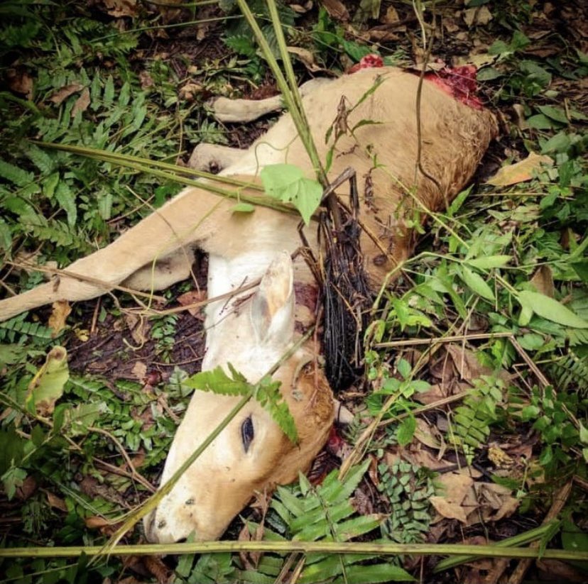 sumatranrangers's tweet photo. We're sorry for the sad image, but this is the reality of living with tigers. This is why we build predator-proof corrals as they are proven to reduce and even prevent livestock loss to tigers. A young tiger was responsible for killing this cow 1/2 https://t.co/WuMoOPd3Fr