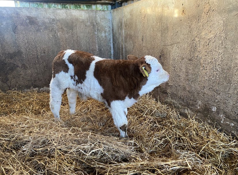 progressivegen's tweet photo. Stunning Lisnacrann Fifty Cent SI2469 baby calf, calved unassisted. Fifty Cent is a super Simmental sire who also carries a massive Replacement index of €189 and a Huge +6.8 kgs of daughter milk. #pgbred #progressivegenetics #simmentals https://t.co/zAulXLbYIE