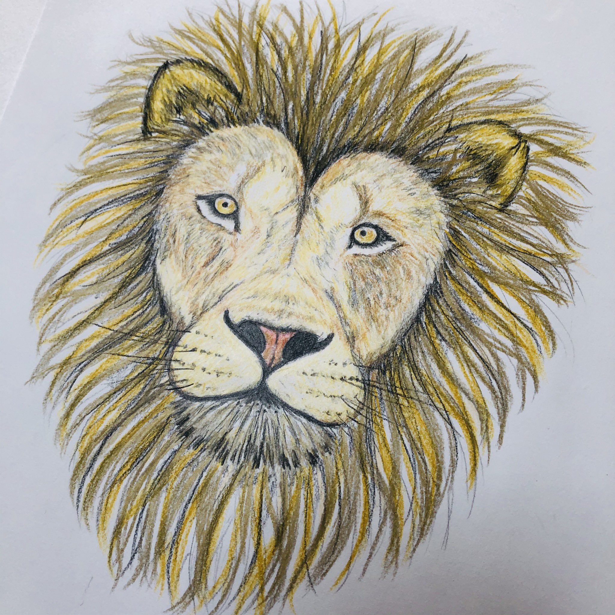 あさみ 久しぶりに ライオン イラスト 絵 色鉛筆画 ライオンイラスト ライオン 絵描きさんと繋がりたい T Co Ghdne3ppbn Twitter