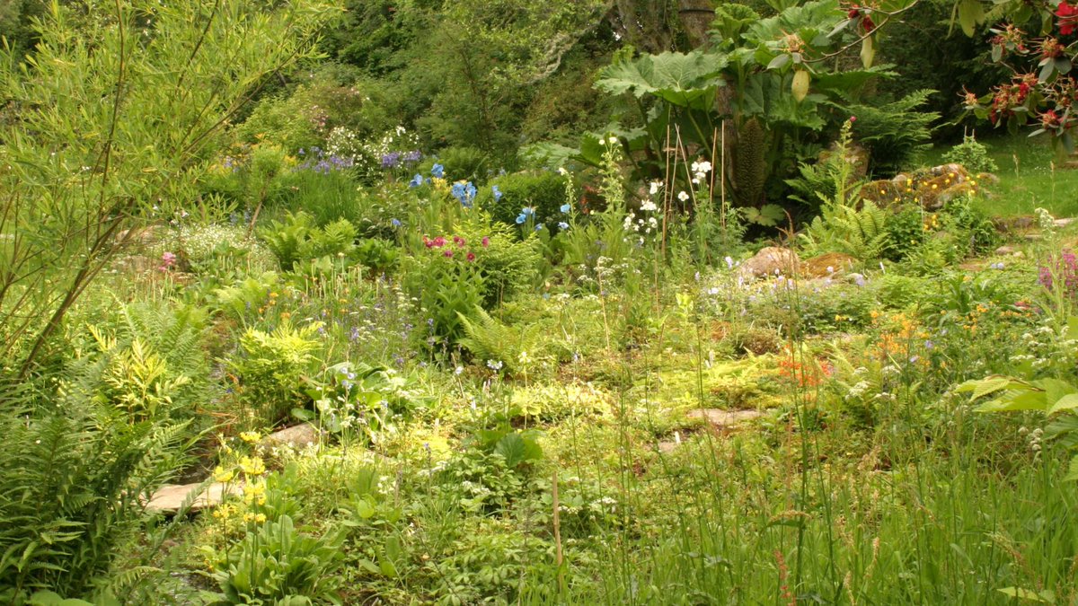 Over eighty years ago, 5th Earl Cawdor brought a collection of rare Tibetan plants back to his Highland home. Auchindoune gardens, his Tibetan treasury of shrubs and flowers were planted along the banks of the Cawdor Burn.

#rhs #rhspartnergarden #garden #gardening