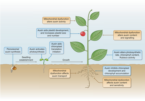 Wiley Plant Science (@wileyplantsci) on Twitter photo How is auxin linked with cellular energy pathways to promote growth?
This study brings together recent evidence to propose three hypotheses to test to unify current findings.
Read it #FREE in <a href="/NewPhyt/">New Phytologist</a> 👉 ow.ly/nyZb50HPZO3
<a href="/ahmillar9/">Harvey Millar</a> <a href="/NTivendale/">Dr Nathan Tivendale</a> How is auxin linked with cellular energy pathways to promote growth?
This study brings together recent evidence to propose three hypotheses to test to unify current findings.
Read it #FREE in <a href="/NewPhyt/">New Phytologist</a> 👉 ow.ly/nyZb50HPZO3
<a href="/ahmillar9/">Harvey Millar</a> <a href="/NTivendale/">Dr Nathan Tivendale</a>