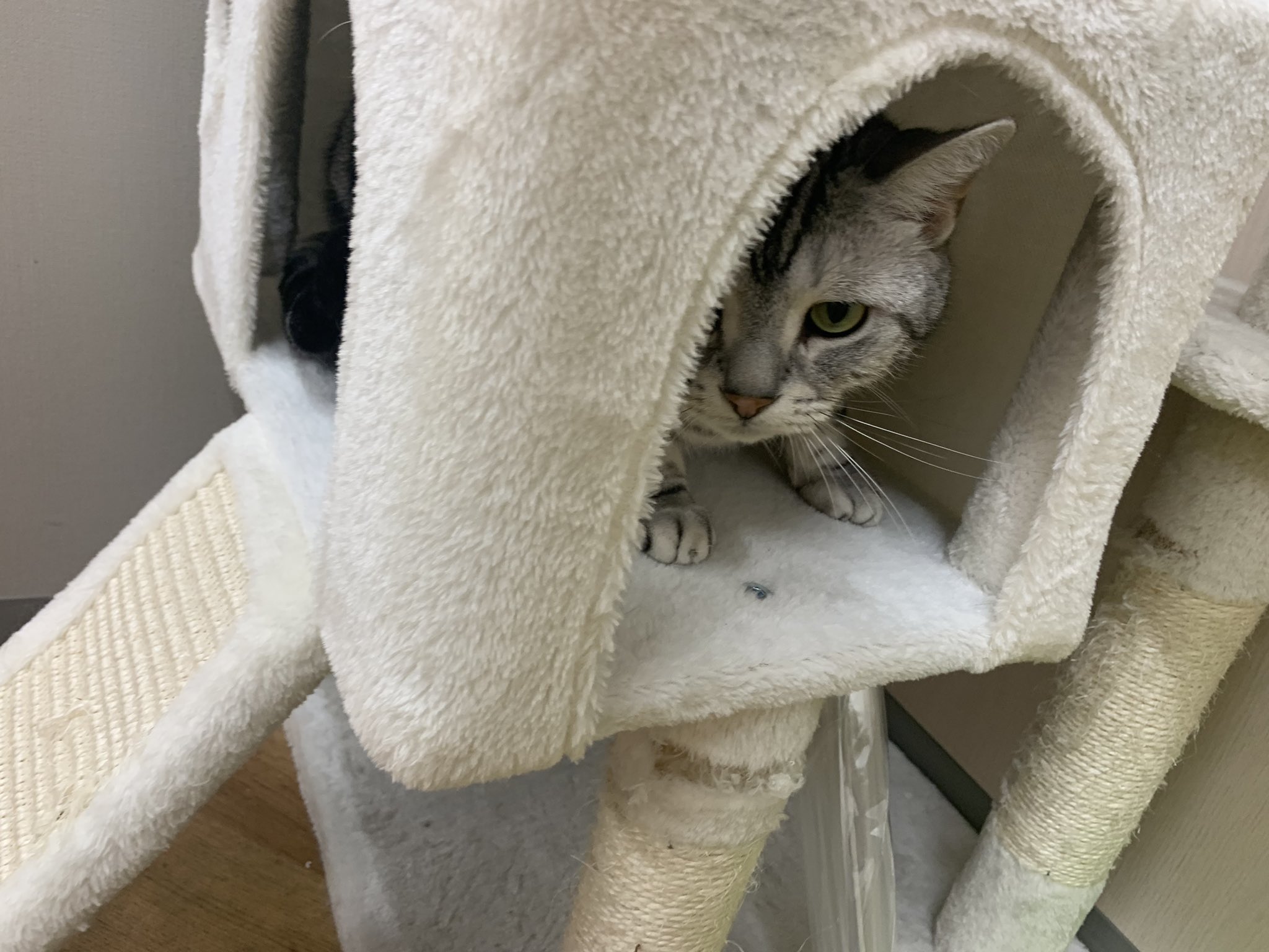 福岡eco猫飼育クラブ 忍法隠れ身の術 福岡eco動物海洋専門学校 猫 T Co 3955bxyh Twitter