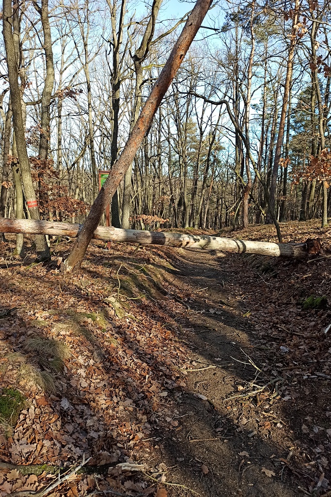 V lesích národního parku musíte být opatrní vždy. Po nedávných silných větrech byste ale měli být obezřetní dvojnásob. Hrozí pády vyvrácených uschlých stromů nebo větví. Kolem cest je samozřejmě postupně odstraňujeme. Mimo ně ale zůstanou.