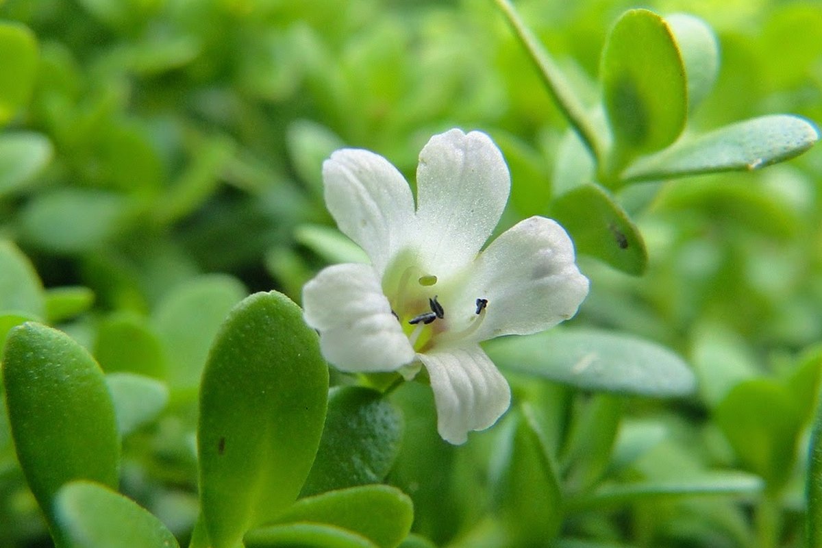 _HealingOracle_'s tweet image. New post (BRAHMI GHRITA COULD BENEFIT THOSE SUFFERING FROM AUTISM &amp;amp; ADHD) has been published on Healing Oracle - healingoracle.ch/2022/02/10/bra…