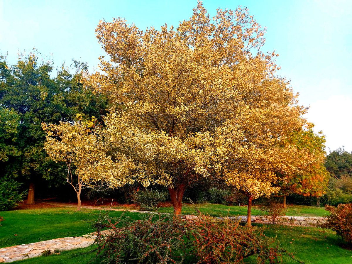 Gm frens❤
#NFTs #NFTCommumity #NFTartist #NFTGiveaway #NFTartist #nftcollector