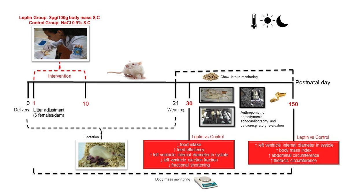 jdohad1's tweet photo. ORIGINAL ARTICLE: 1/2 Leptin administration during lactation programs cardiovascular dysfunction in young and adult male Wistar rats
Read more: https://t.co/pjYGjK7n97
#JDOHAD #DOHaD #lactation #leptin #cardiovasculardisease #Dohad #developmentalplasticity https://t.co/mZeEcbUPia