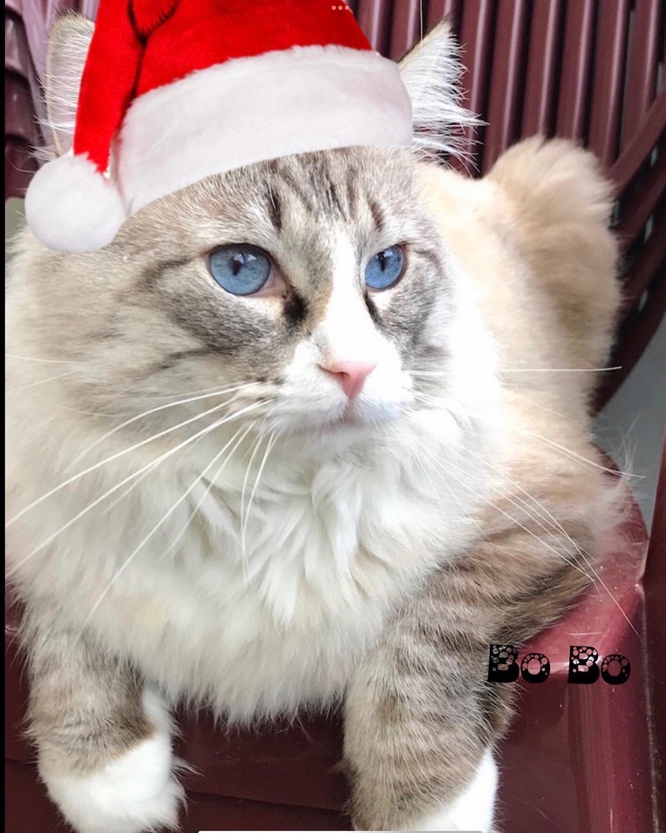 JunaeKela's tweet photo. RIP for my lovely cats RagDoll #BoBo we will always miss you Bob 😿
February is my bad month, because today,.. my heart 💔 twice 🥺
10 February 2022 I lost you same like last year 14 February 2021, also I lost my Mom. 😭 https://t.co/Cl49GtsQIA