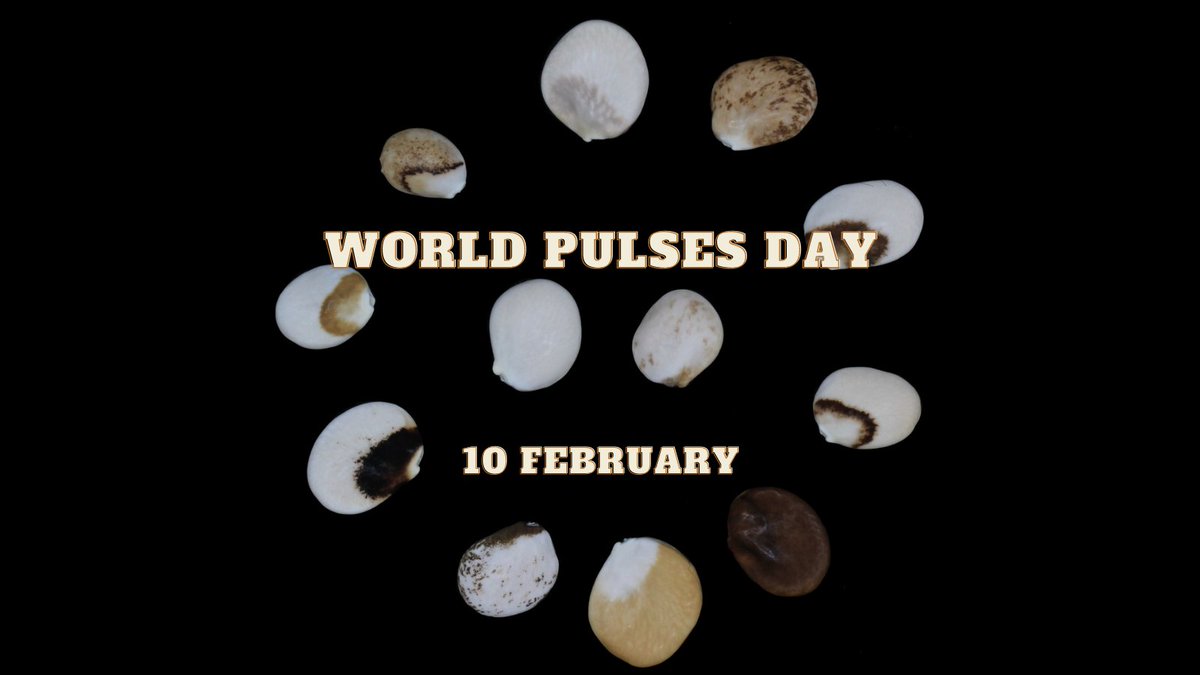 GrumpieKate's tweet photo. Hope your #beans are already soaked:) @lupinsandmore  wish all of You a Happy and Tasty celebration of #WorldPulsesDay! https://t.co/jyB9uYQFF0