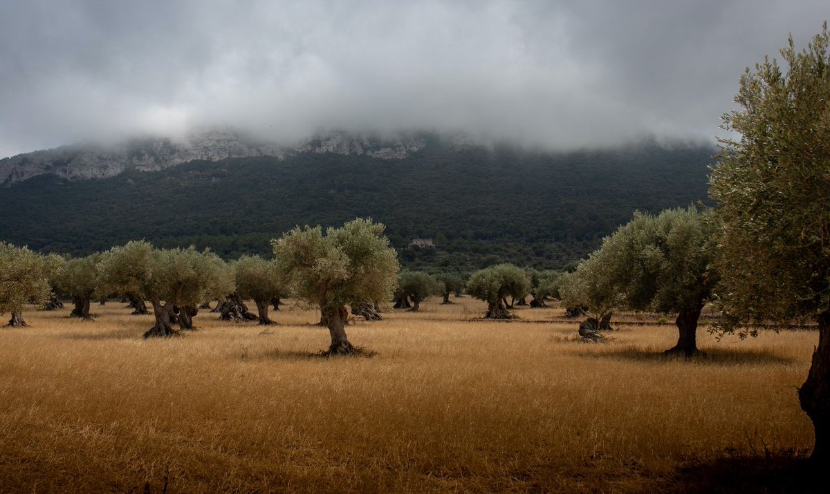 nex_labs's tweet photo. The project @olivaresvivos - which means 🫒 #olive groves alive - selected 20 farms in the southern region of Andalucía in #Spain 🇪🇸 to adopt #regenerativeagriculture in their olive groves.

➡️https://t.co/XcQgKLklbC via @foodtank 

#agriculture #biodiversity #sustainability https://t.co/sQ5rxHl1v7