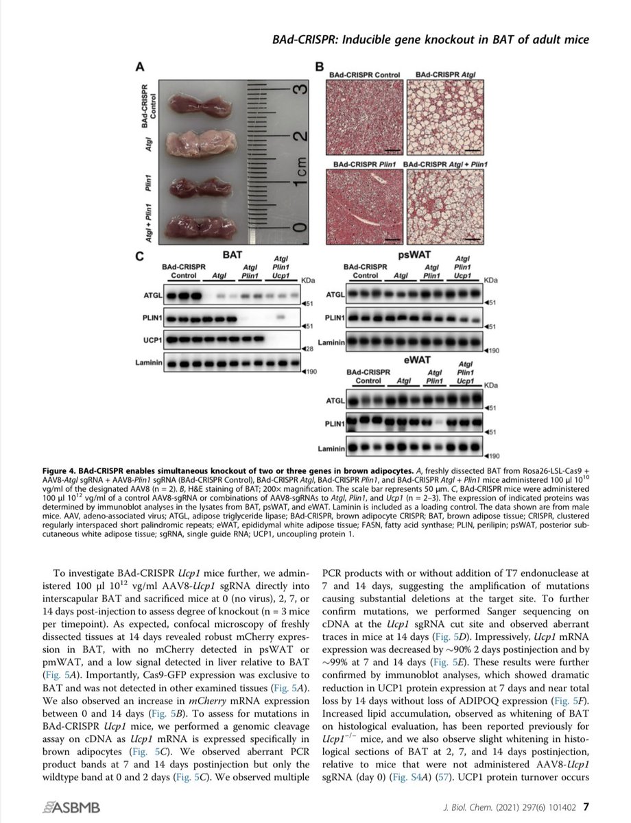 BinMohammed07's tweet photo. هل منً الاسهل استخدام #CRISPR في علاج امراض السمنه من خلال دراسة كيفية عمل الأنسجة الدهنية ودراسه الاختلافات الهيكلية في الخلايا الدهنية وتوزيعها في الجسم.

بتكلفه اقل من 2000$ + بمده  اقل من شهر 
لاستهداف جينات متعدده في وقت واحد
يتمكن الباحثين بإنشاء فأر معدل وراثي

للتفاصيل👇🏾 https://t.co/rZtMBWAjv7