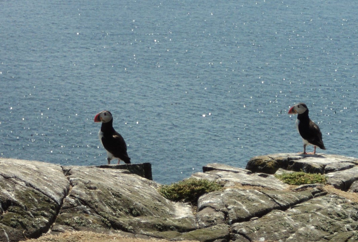 carbonchoicesuk's tweet photo. Please read my latest blog on why communities are best placed to tackle invasive species. Read on to see why there is a photo of (cute) puffins....
https://t.co/Zozt09205W
#puffin #nnis #treemallow #invasivespecies #gianthogweed #mink #greysquirrel #sitka #pampasgrass @OrbPlanet https://t.co/heUZTKrdUn