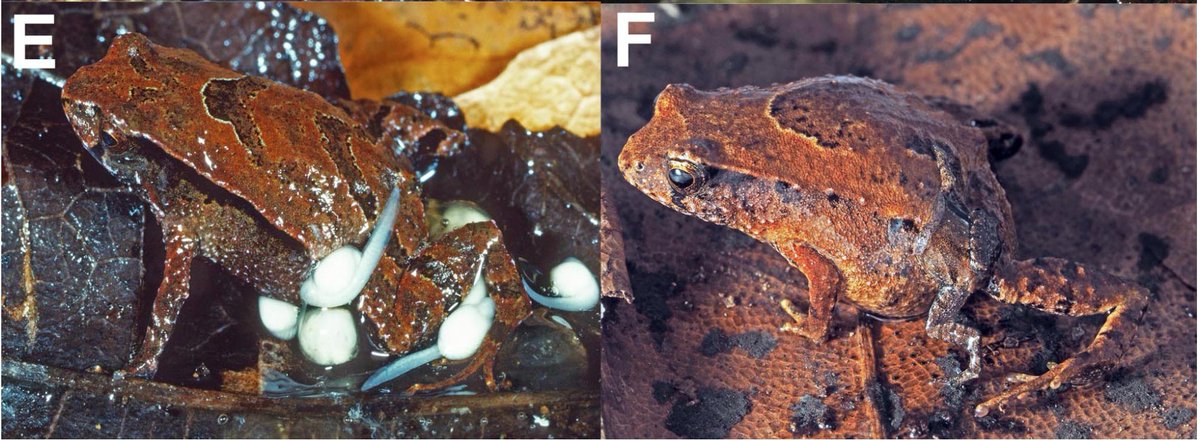 I love reading/writing about life histories because of things like this: males of this frog, Assa wollumbin, have an INGUINAL POUCH WHERE THEY KEEP THEIR TADPOLES UNTIL THEY BECOME BABY FROGS. Frogs continue to amaze me with their diverse reproductive biology/parental care 🐸