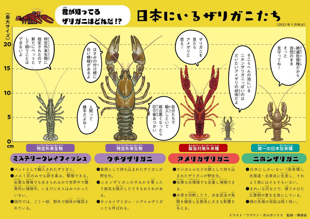 環境省 入れない 捨てない 拡げない アメリカザリガニ 第3弾 池で大暴れ 水草チョッキン 希少種パックン 脅かされる在来の生き物たち 甚大な影響を受ける生き物をイラストで紹介 T Co 3rqsqzc9xl アメザリ ザリガニ T