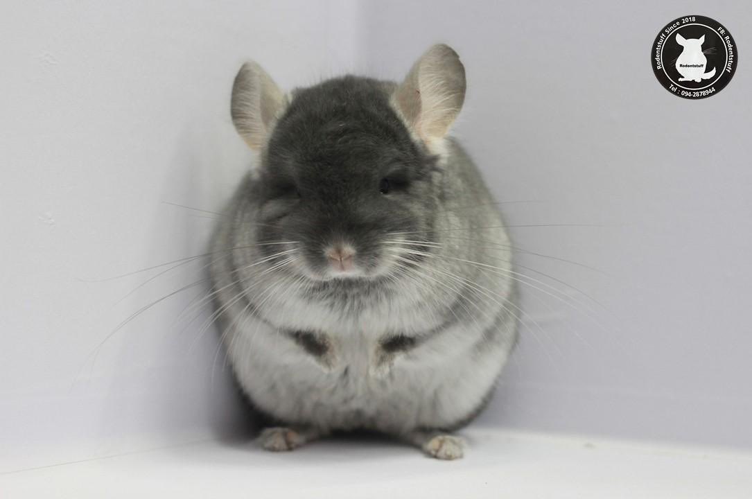 chinchillarode2's tweet photo. ขายชินชิลล่านำเข้าคร้าบบบบ #ชินชิลล่า #Chinchilla #furry #ชินชิล่า https://t.co/9f40syKvRF