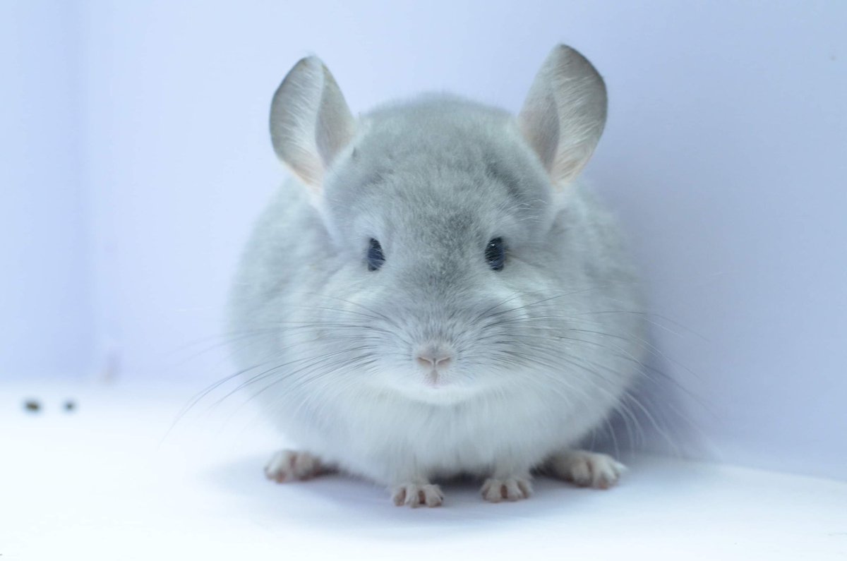 chinchillarode2's tweet photo. ขายชินชิลล่านำเข้าคร้าบบบบ #ชินชิลล่า #Chinchilla #furry #ชินชิล่า https://t.co/9f40syKvRF