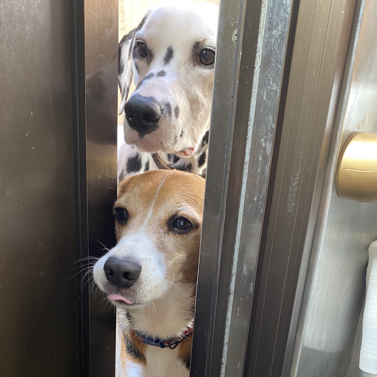 ネモ＆レオ tweet media