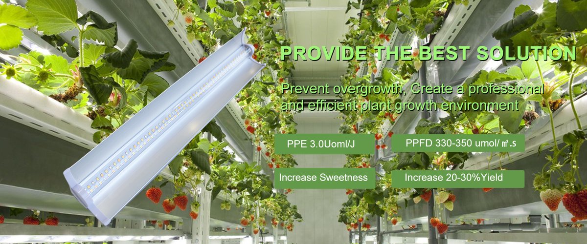 Hi everyone!  Glad to come back from the Holiday! 
Effects of Different Moisture, Zeolite Content, and Burial Depth on Photosynthetic Characteristics of Tomatoes under Drip Irrigation.
Any idea about it? 
#verticalfarming #greenhouse #indoorfarming #ledgrowlihgt #plantlighting
