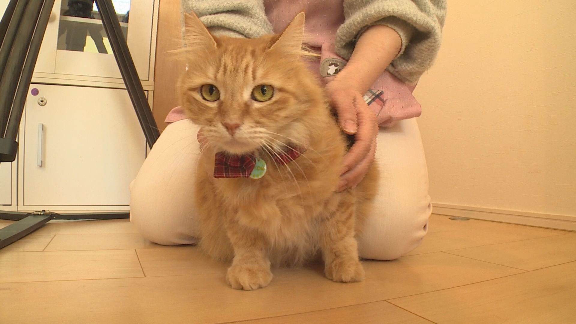 くつろぎ猫カフェnorara Twitter Search Twitter