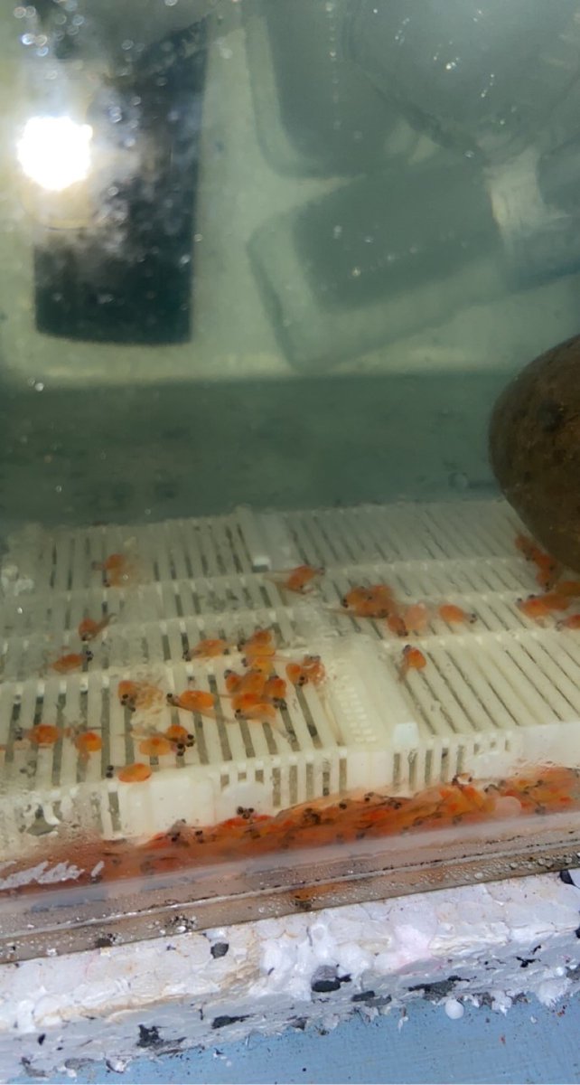 MethilhillPS's tweet photo. P5 are excited to be responsible for looking after these trout alevins until they are big enough to be released into Leven Dam #forthrivertrust #fishintheclassroom https://t.co/Vg1MYCEmzW