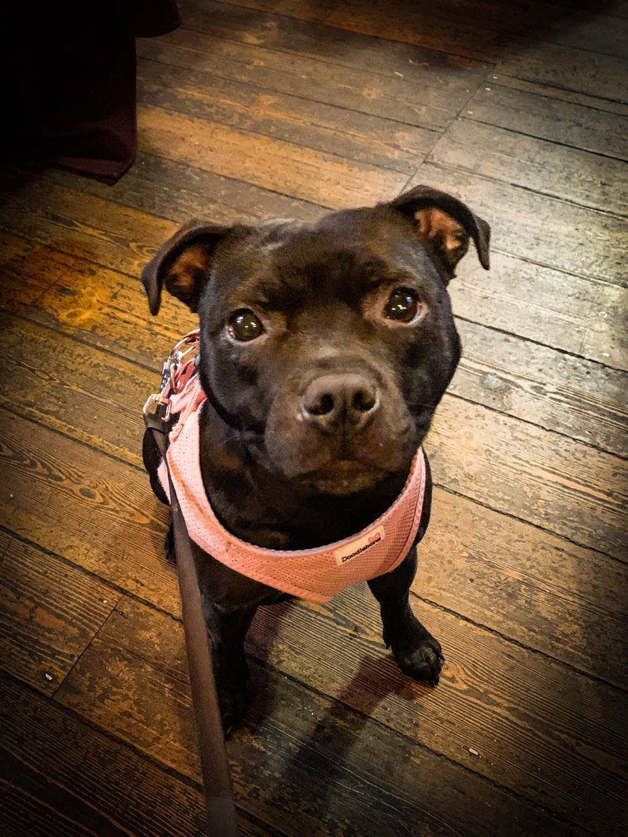 What a cutie!!! Say hello to Tina Lewis - local staffie who loves a pint after a walk in Acton Green.
#dogsoftwitter #doglove #dogstagram #localdogs #pintafterwalk #westlondondogs #actongreen #dukeofsussex #w4