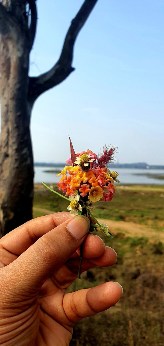 Little joy in small things

#MiniBouquet 
#SamsungNote10plus
#SamsungPhotography 
#nature