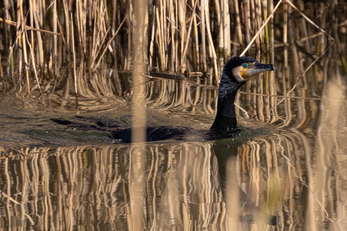 kocher_sandra's tweet image. Diese unglaublich schönen Augen. 😍
#Kormoran