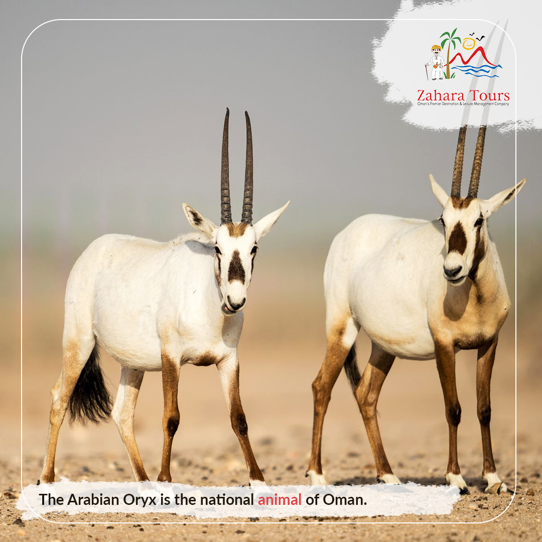 Zahara Tours on Twitter: Zahara Tours on Twitter: