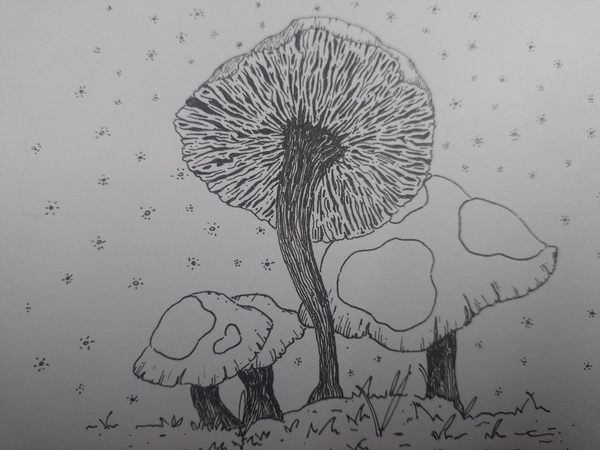 BornToBoozee's tweet photo. 🍄🍄🍄🍄

#art #mushrooms #NatureBeauty #arte #amphibiafanart #amphibia https://t.co/oT1ncRK1RV