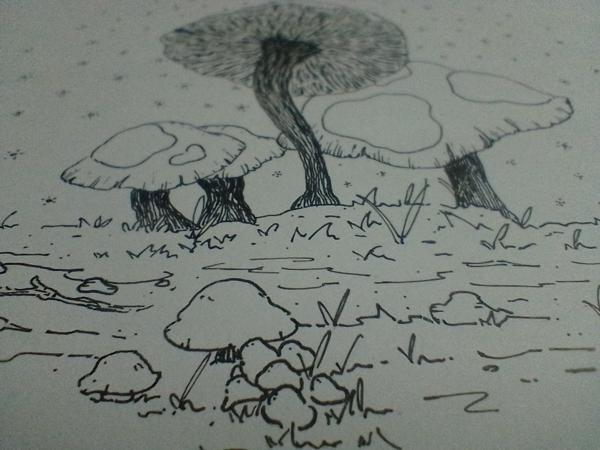 BornToBoozee's tweet photo. 🍄🍄🍄🍄

#art #mushrooms #NatureBeauty #arte #amphibiafanart #amphibia https://t.co/oT1ncRK1RV