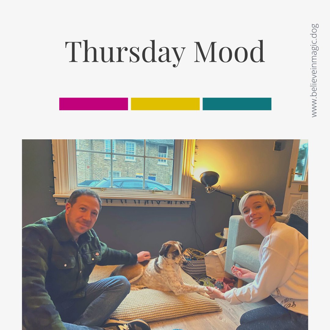 believeinmagicd's tweet photo. Today I want to highlight an incredible family, who have worked so hard over the last year. Their dog Nelly was terrified of people and the outside world.  They worked closely with us and @Kats and Dogs to build Nelly's trust in Kat, so much so she took this photo for them. https://t.co/ccdSsaLw7M