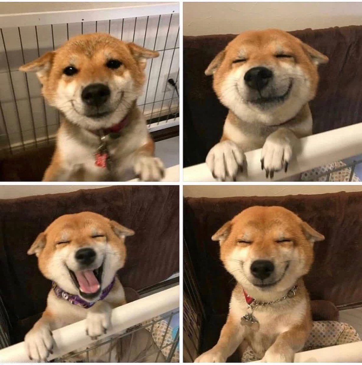 Gordito_Perrito's tweet photo. 🥰 https://t.co/UlPPGGE0zG
