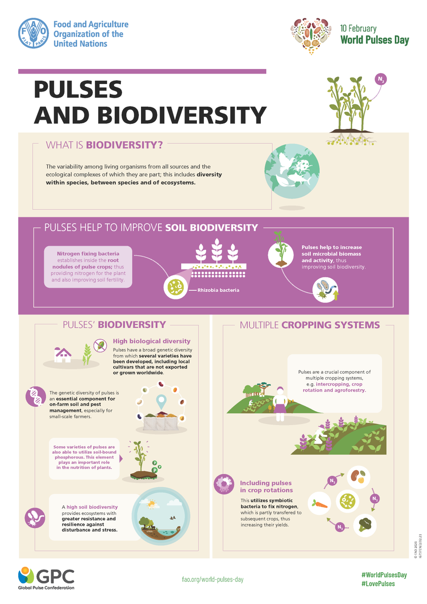 unepwcmc's tweet photo. Today is #WorldPulsesDay! 

Pulses play multiple roles in promoting living organisms and ecological complexity – helping to re-establish the natural good functioning of #ecosystems.

Learn more via @FAO 🔗 https://t.co/mFdGgkwKSG https://t.co/A8l5ZP6DLx