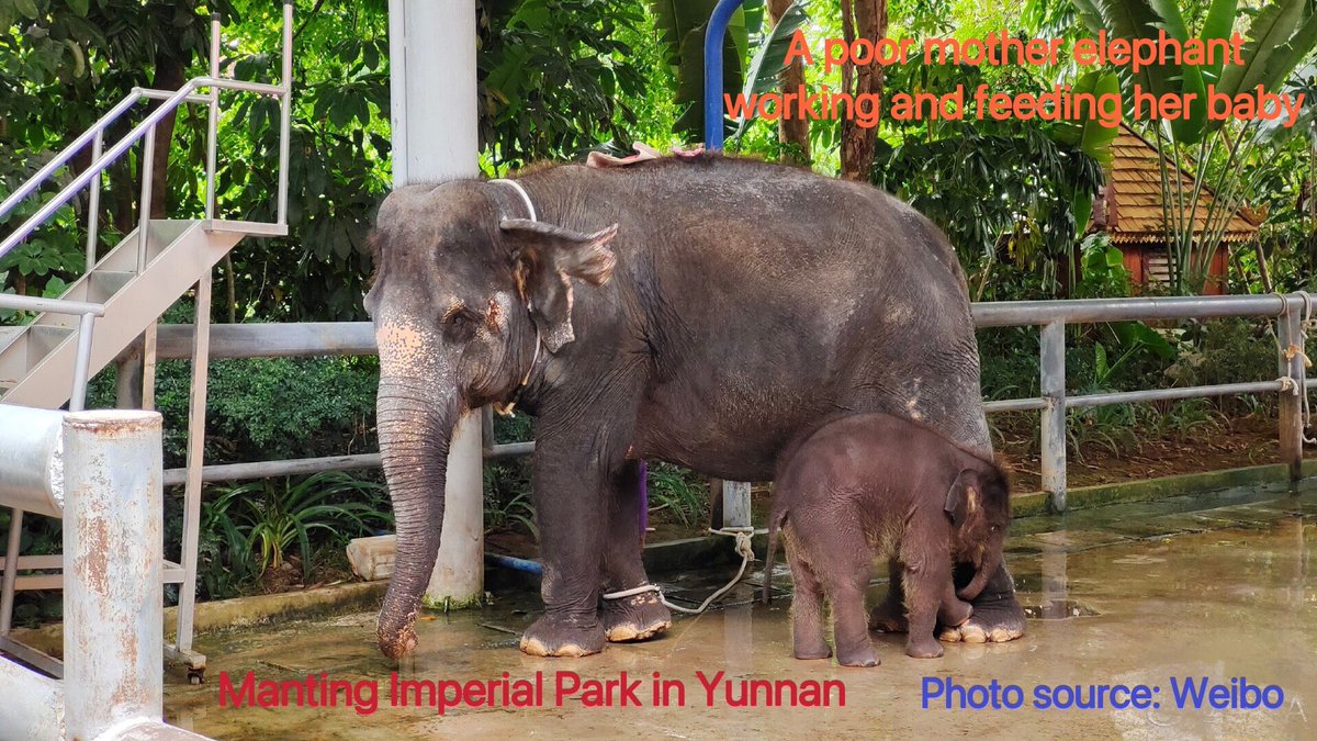 KU09814701's tweet photo. Your voice can help free the performing elephants in China. Yunnan wandering elephants has been promoted by China government as the success story of its animal protection at COP15 and other events. The poor performing elephants deserve the protection from China government as well https://t.co/BeEEqQcobp