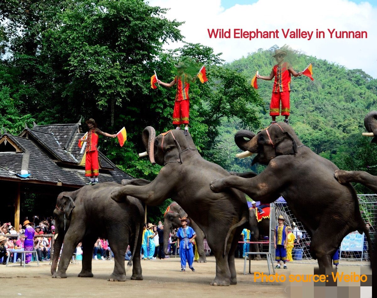 KU09814701's tweet photo. Your voice can help free the performing elephants in China. Yunnan wandering elephants has been promoted by China government as the success story of its animal protection at COP15 and other events. The poor performing elephants deserve the protection from China government as well https://t.co/BeEEqQcobp