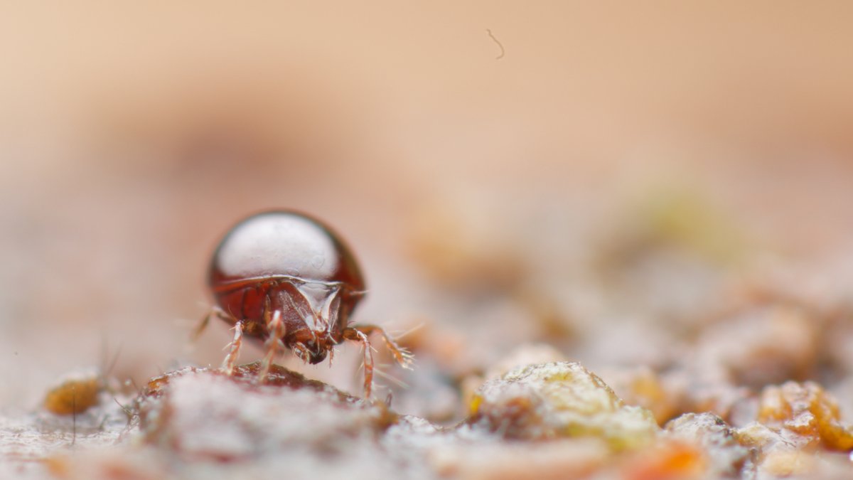mesofauna's tweet photo. Liacarus subterraneus is yet another beautiful oribatid mite that's really common locally.
I've been trying to get into the woods every day at the moment. Seeing the early signs of spring everywhere has been wonderful.
#mite #soil #mesofauna #soilanimal https://t.co/gG6OWaBQU9