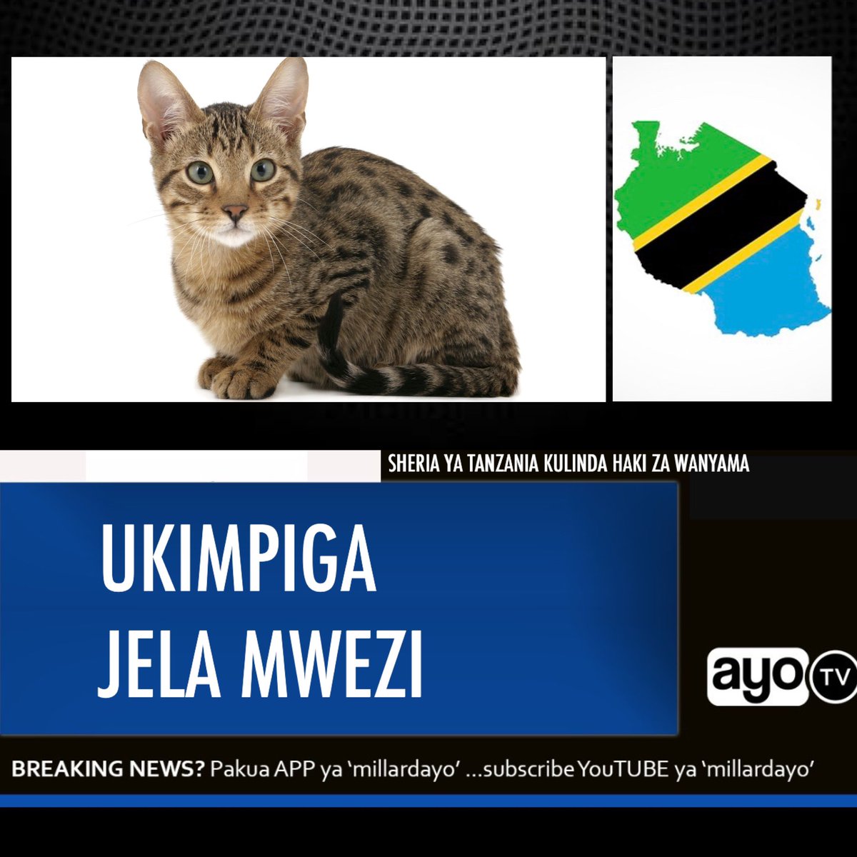 millardayo's tweet photo. #UNAAMBIWA Huenda kitendo cha Mchezaji wa West Ham kumpiga paka kingemfanya afungwe kama angekua Tanzania kwani Sheria ya Wanyama ya 2008 inasema ni kosa kumpiga, kumtisha,kumkasirisha au kumfanyia ukatili Mnyama yoyote, adhabu ni jela mwezi mmoja au faini ya laki moja. https://t.co/YQgYgBKoqk