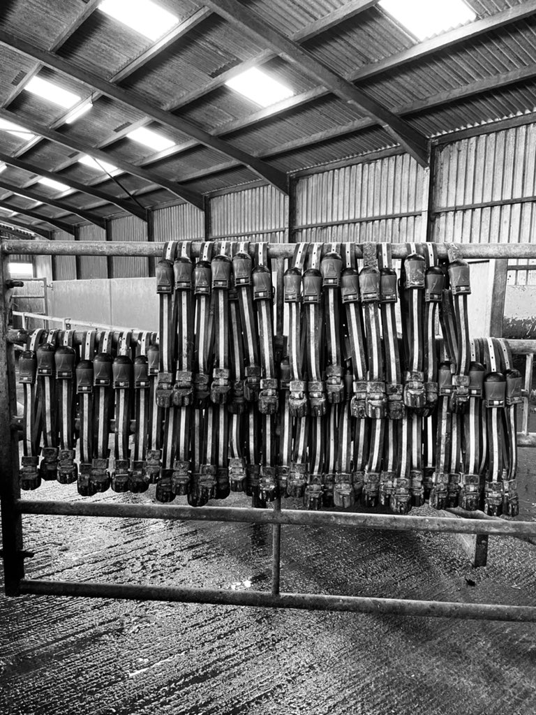 Today’s the day. Collars are hung up. We are saying goodbye to 51 innocent cows. #teamdairy