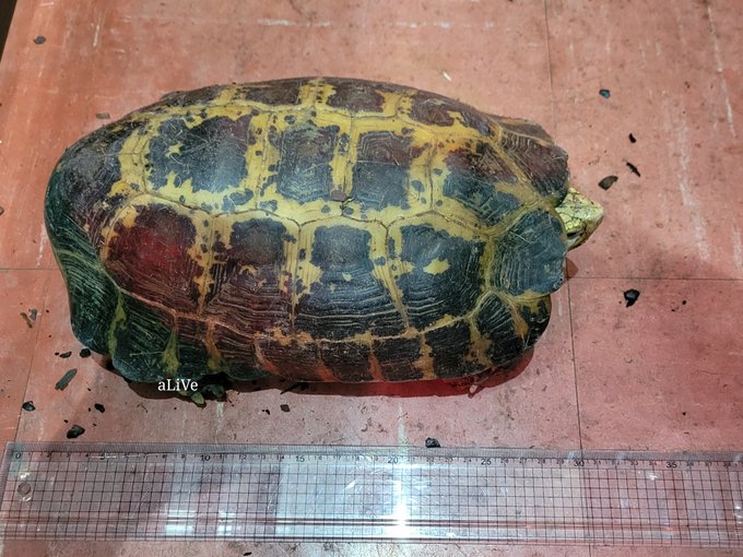 爬虫類ショップ アライブ Alive さん の人気ツイート 1 Whotwi グラフィカルtwitter分析